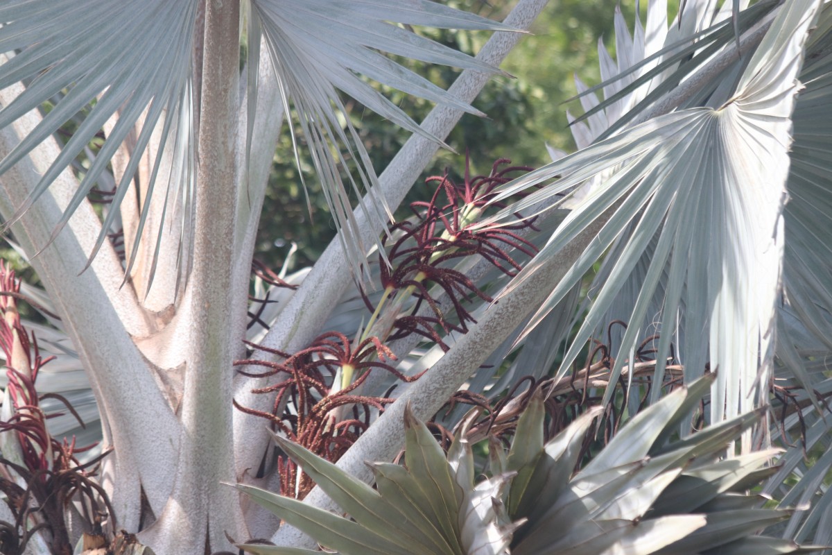 Bismarckia nobilis Hildebrandt & H.Wendl.
